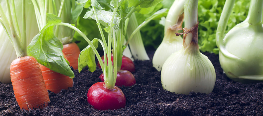 Variedad de vegetales orgánicos